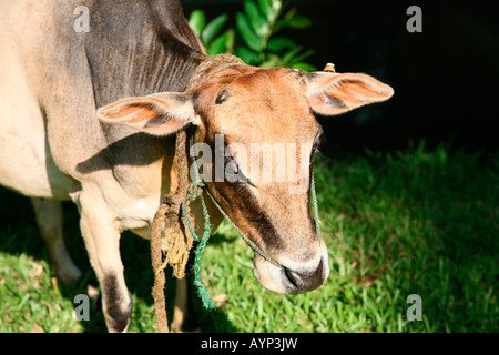 Vechoor Kuh, eine gefährdete Spezies Kuh gefunden in Kerala, Indien Stockfoto