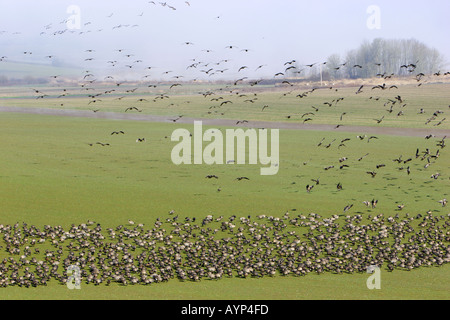 Kanadische Gänse fliegen und Fütterung im Korb Slough Wildlife Refuge in Oregon USA Stockfoto