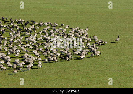 Herde von kanadische Gänse nach dem Führer Stockfoto