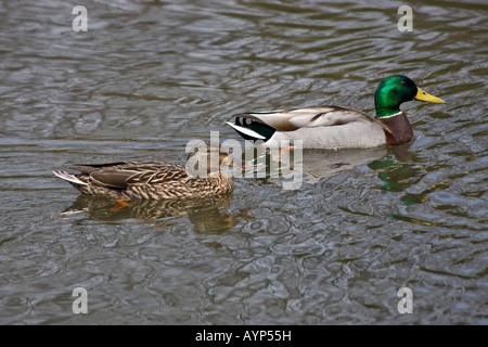 Ein Weibchen und ein männlicher Mallard Ducken schwimmen in einem See Spring Park über dem Kopf niemand horizontal in Ohio USA Hi-res Stockfoto