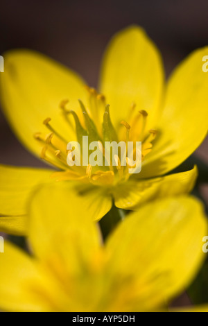 Winteraconit Wolf's Bane Eranthis Hyemalis Blume oben Nahaufnahme Bilder Fotos Foto vertikales Format in den USA Hi-res Stockfoto