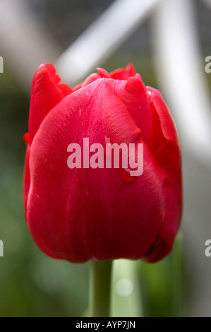 Apeldoorn rot Tulpe genommen im Frühjahr in Embankment Gardens, London Stockfoto