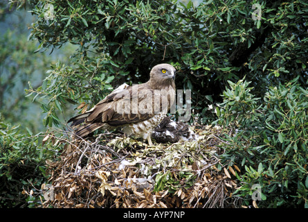 Kurz-toed Adler Circaetus gallicus Stockfoto