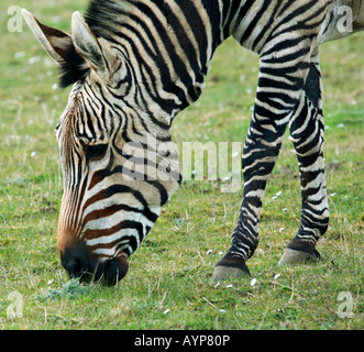 Nahaufnahme des Kopfes von Hartmanns Bergzebra Stockfoto