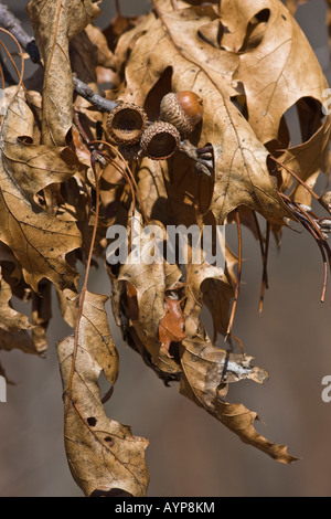 Eicheln mit Blätter Textur Herbstdetails Nahaufnahme niemand im Public Park in den USA vertikale Hochauflösung Stockfoto
