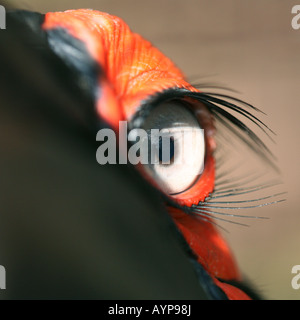 Nahaufnahme des Auges eine südliche Hornrabe (Bucorvus Leadbeateri) Stockfoto