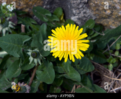 Ein gelber Löwenzahn gegen die wachsende neben eine Wand. Stockfoto