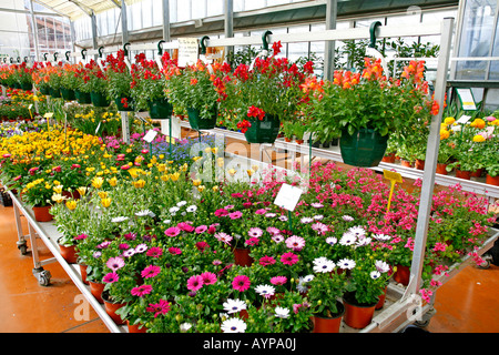 Garten-Center. Luchon (Frankreich) Stockfoto