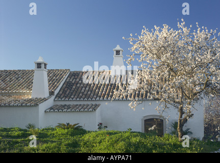 Portugal-Algarve, Ferienhaus mit Mandelbaum in Blüte und typischen Algarve-Schornsteine Stockfoto
