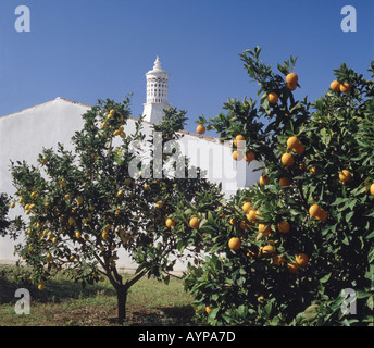 Portugal Algarve, ornamentale maurischen Schornstein auf Hütte mit Orangen- und Zitronenbäumen Baum Stockfoto