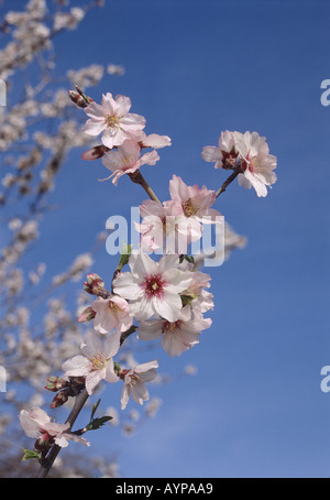 Mandel Blumen gegen blauen Himmel der Algarve Portugal Stockfoto