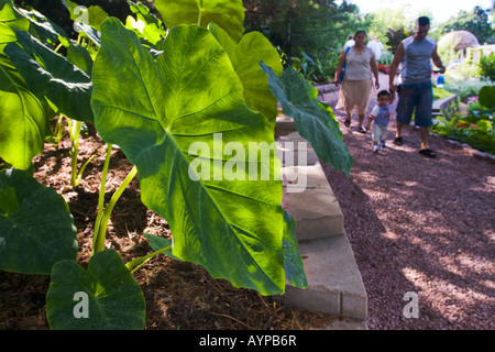 Elefanten-Ohr-Caladiums in Sunken Gardens Schatten Garten sind hinterleuchtet in der späten Nachmittagssonne. Stockfoto