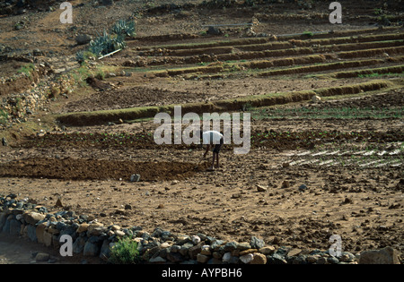 ERITREA Horn von Afrika Keren Provinz Eritrea Mann Bodenbearbeitung Boden im Bereich von Hand auf bewässerten Bauernhof Stockfoto