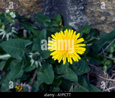 Ein gelber Löwenzahn gegen die wachsende neben eine Wand. Stockfoto
