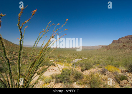 Ocotillo Blüten mit roten Blüten im Frühling in Arizona Saguaro-Nationalpark Stockfoto