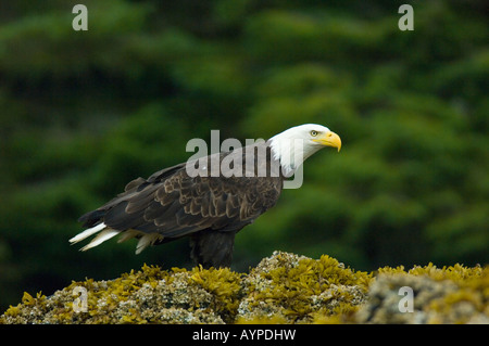 Weißkopf-Seeadler (Haliaeetus Leucocephalus) ernähren sich von Gezeitenzone, Chatham Straße, Südost-Alaska Stockfoto