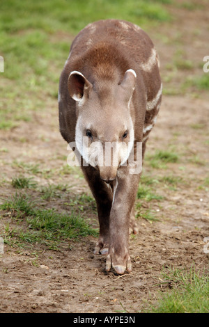 Junge unreife brasilianischen oder Flachland Tapir (Tapirus Terrestris) Stockfoto