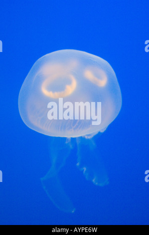 Mond Qualle (Aurelia Golden) in Gefangenschaft, Vancouver Aquarium, British Columbia, Kanada. Stockfoto