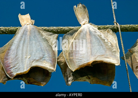 Getrockneter Fisch Scholle oder Stockfisch hängen auf einer Linie an der frischen Seeluft Skagen Dänemark Stockfoto