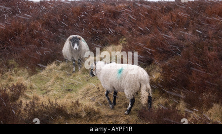 Swaledale Schafen auf den North York Moors im Schnee Stockfoto