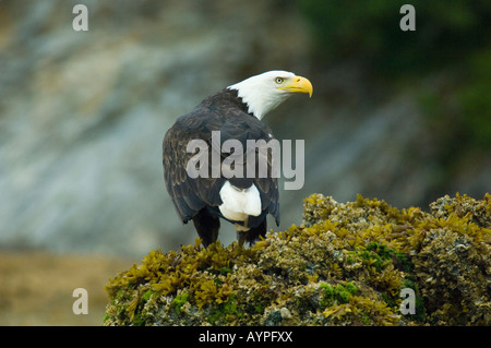 Weißkopf-Seeadler (Haliaeetus Leucocephalus) ernähren sich von Gezeitenzone, Chatham Straße, Südost-Alaska Stockfoto