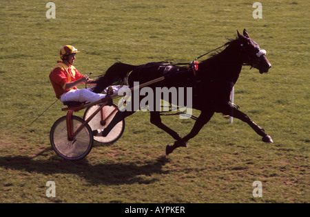 Traberpferd auf der Appleby Horse Fair, Cumbria, Großbritannien Stockfoto