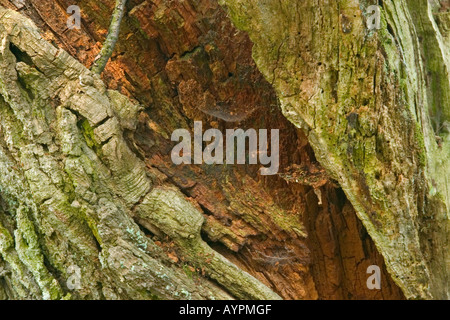 Putried Baumstämme Stockfoto