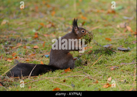 Eichhörnchen (Sciurus Vulgaris) mit Material, ihr Nest zu bauen Stockfoto