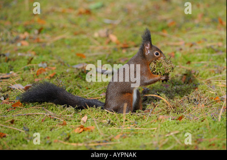 Eichhörnchen (Sciurus Vulgaris) mit Material, ihr Nest zu bauen Stockfoto