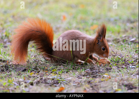 Eichhörnchen (Sciurus Vulgaris) mit Walnuss Stockfoto
