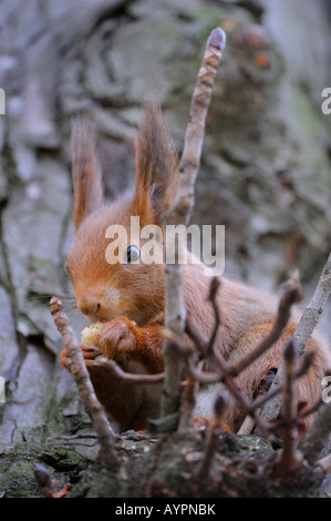 Eichhörnchen (Sciurus Vulgaris) ernähren sich von einer Haselnuss Stockfoto