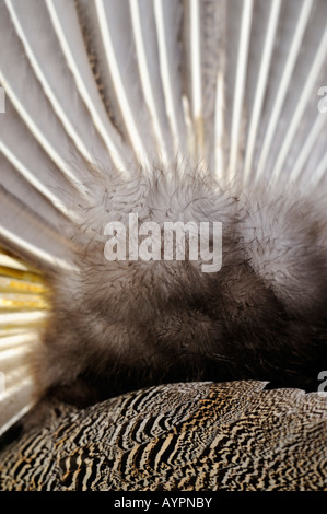 Indischen Pfauen oder blauer Pfau (Pavo Cristatus), nach unten, Daunenfedern Stockfoto