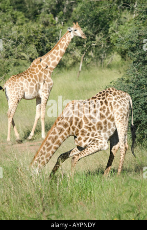 Eine südliche Giraffe Biegen bis zu trinken in den Überlauf von einem nahe gelegenen Wasserloch Stockfoto