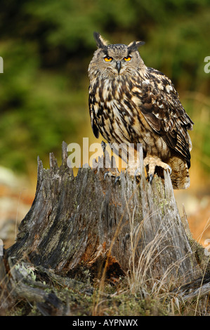 Eurasische Adler-Eule (Bubo Bubo), sch.ools.it Alb, Baden-Württemberg, Deutschland Stockfoto