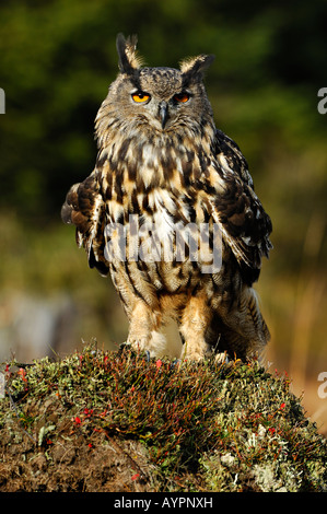 Eurasische Adler-Eule (Bubo Bubo), sch.ools.it Alb, Baden-Württemberg, Deutschland Stockfoto