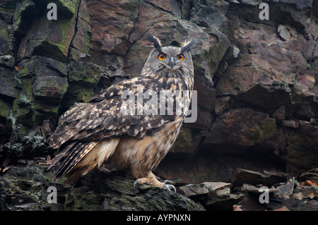 Eurasische Adler-Eule (Bubo Bubo), sch.ools.it Alb, Baden-Württemberg, Deutschland Stockfoto