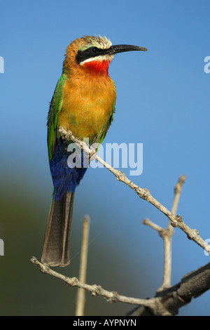 White-fronted Bienenfresser (Merops Bullockoides) thront auf einem Ast, Chobe Nationalpark, Botswana, Afrika Stockfoto