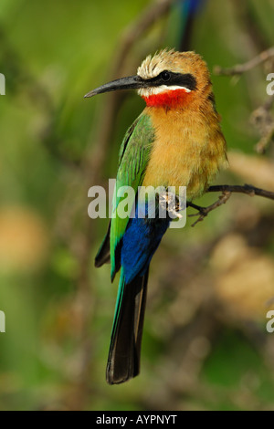 White-fronted Bienenfresser (Merops Bullockoides) thront auf einem Ast, Chobe Nationalpark, Botswana, Afrika Stockfoto