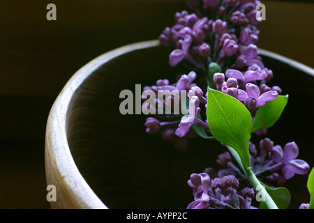 Eine Reihe von lila am Rand des hölzernen Behälter gelegt Stockfoto