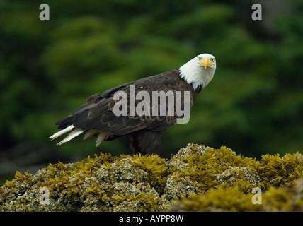 Weißkopf-Seeadler (Haliaeetus Leucocephalus) ernähren sich von Gezeitenzone, Chatham Straße, Südost-Alaska Stockfoto