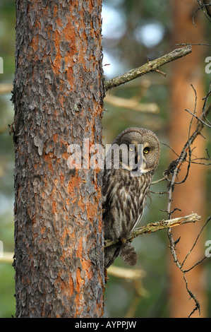 Großen grau-Eule oder Lappland Eule (Strix Nebulosa), weibliche thront auf einem Zweig, Dalarna, Schweden, Skandinavien Stockfoto