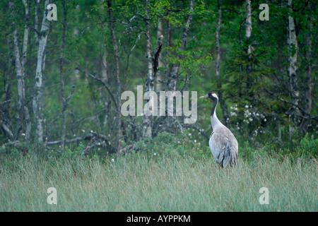 Kraniche (Grus Grus), Morgendämmerung an einem Moor in Dalarna, Schweden, Skandinavien Stockfoto