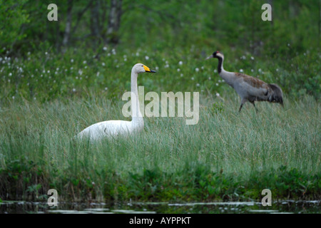 Singschwan (Cygnus Cygnus) und Kraniche (Grus Grus), Dawn treffen an einem Moor-See in Dalarna, Schweden, Skandinavien Stockfoto