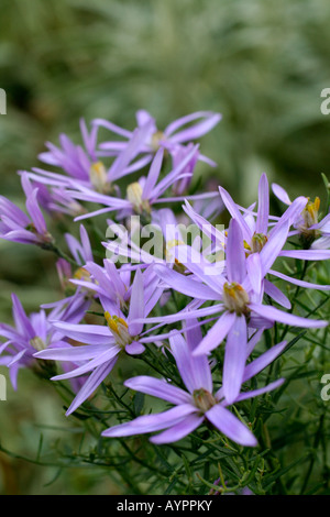 ASTER SEDIFOLIUS NANUS ENDE SEPTEMBER Stockfoto