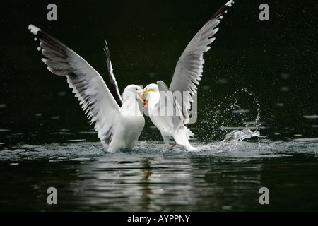 Silbermöwe (Larus Argentatus) kämpfen mit einer geringeren Black-backed Gull (Larus Fuscus), Tröndelag, Norwegen, Skandinavien Stockfoto