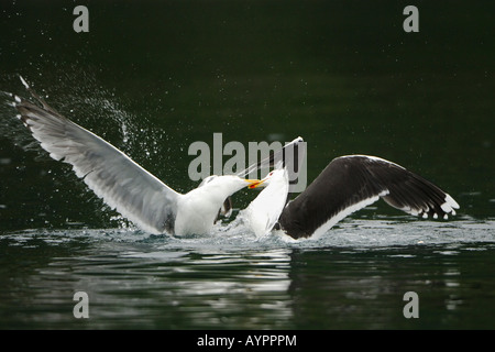 Silbermöwe (Larus Argentatus) kämpfen mit einer geringeren Black-backed Gull (Larus Fuscus), Tröndelag, Norwegen, Skandinavien Stockfoto