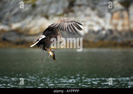 White-tailed Eagle oder Seeadler (Haliaeetus Horste) mit Beute in seinen Krallen, Tröndelag, Norwegen, Skandinavien Stockfoto