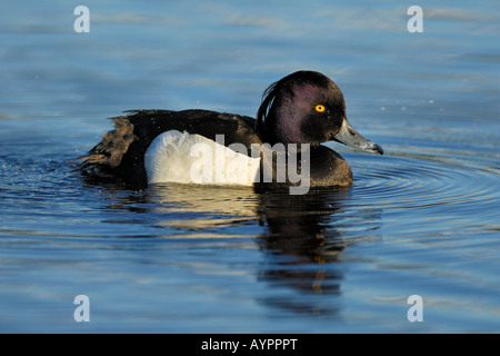 Reiherenten (Aythya Fuligula), Drake, Schwimmen, Tromso, Nord-Norwegen, Skandinavien Stockfoto