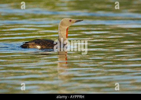 Sterntaucher oder Loon (Gavia Stellata), Schwimmen, Tromso, Nord-Norwegen, Skandinavien Stockfoto