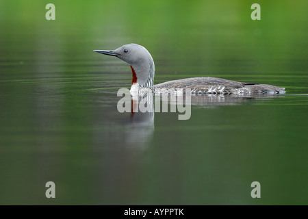 Red-throated Diver oder Loon (Gavia Stellata), Schwimmen ein Moor See, Dalarna, Schweden, Skandinavien Stockfoto